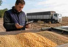 Mejoraron los precios de la soja, el maíz y el trigo en Rosario Productor revisa una muestra de granos junto a una carga de soja, maíz y trigo en un campo, con camión cerealero al fondo.