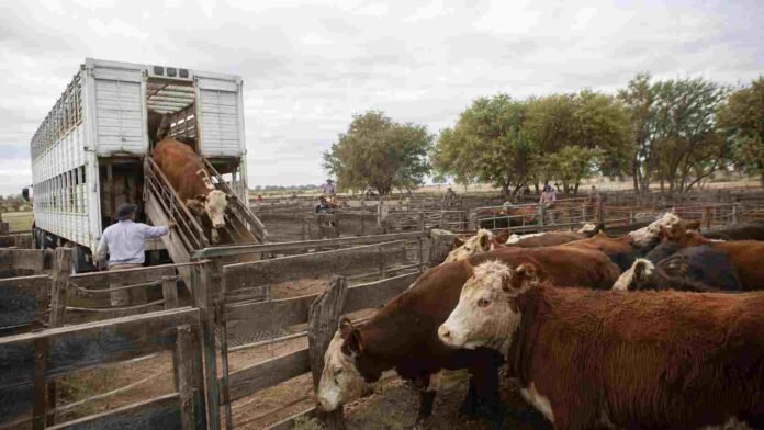 mercado-ganadero-descarga-hacienda-ruralnet