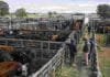 El mercado agroganadero cerró con 5.823 cabezas y máximos de $5.450 Hacienda bovina en corrales de un mercado ganadero, con operarios y un camión durante una jornada de comercialización.