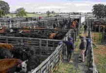 El mercado agroganadero cerró con 5.823 cabezas y máximos de $5.450 Hacienda bovina en corrales de un mercado ganadero, con operarios y un camión durante una jornada de comercialización.