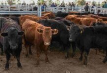 Mercado Agroganadero: así cerraron los precios de la hacienda este 15 de julio Hacienda vacuna en los corrales del Mercado Agroganadero durante una jornada de comercialización.