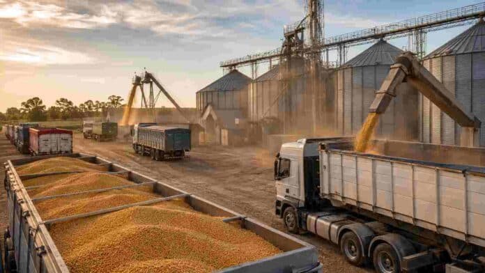 mercado-granos-acopio-camiones-ruralnet Camiones cargan granos en una planta de acopio con silos y sistemas de transporte durante una jornada comercial.