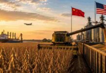 El USDA, China y el clima ponen en máxima tensión al mercado de granos Cosecha de soja junto a una terminal portuaria, con las banderas de China y Estados Unidos como referencia al comercio internacional de granos.
