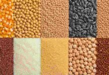 Granos: soja al alza, maíz dispar y trigo sin cambios: así arrancó la semana en el mercado de granos Vista superior de distintos granos agrícolas organizados en una cuadrícula, con maíz, soja, trigo, girasol, arroz, sorgo, lino, garbanzo y otros cultivos, representando el mercado de granos.