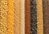 Sin Chicago por el feriado en EE.UU., el mercado local cerró la semana con calma y soja estable Variedad de granos y semillas organizados en franjas verticales para representar el mercado agrícola.