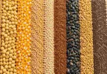 Sin Chicago por el feriado en EE.UU., el mercado local cerró la semana con calma y soja estable Variedad de granos y semillas organizados en franjas verticales para representar el mercado agrícola.