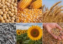 Mercado de granos: soja estable, cereales en baja y girasol en alza Composición en rectángulos con soja, maíz, trigo, girasol y semillas representativas del mercado de granos.