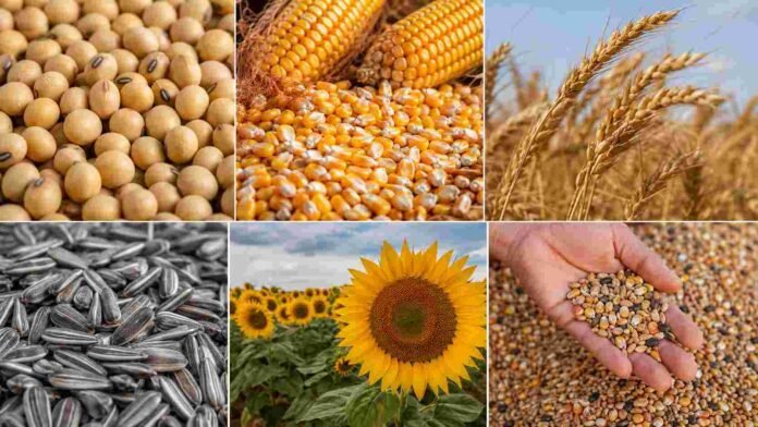 Composición en rectángulos con soja, maíz, trigo, girasol y semillas representativas del mercado de granos.