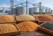 Granos: subieron la soja y el trigo local, pero Chicago terminó en rojo Granos de soja, maíz, trigo, sorgo y girasol exhibidos frente a una planta de acopio con silos.