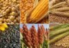 Soja y maíz cerraron al alza en Rosario, sostenidos por la suba del dólar Collage de soja, maíz, trigo, girasol, sorgo y cebada en cuadros separados para ilustrar el mercado de granos.