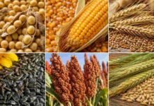 Soja y maíz cerraron al alza en Rosario, sostenidos por la suba del dólar Collage de soja, maíz, trigo, girasol, sorgo y cebada en cuadros separados para ilustrar el mercado de granos.