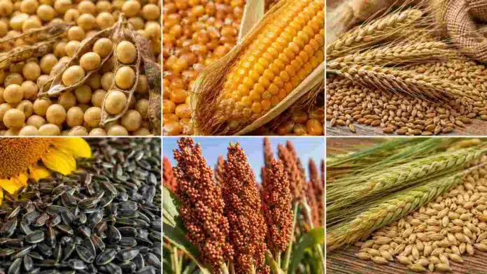 Collage de soja, maíz, trigo, girasol, sorgo y cebada en cuadros separados para ilustrar el mercado de granos.