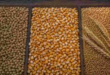 Soja y maíz arrancan la semana en baja, pero el trigo se desmarca en Rosario Granos de soja, maíz y trigo separados en tres sectores para representar la operatoria del mercado agrícola argentino.