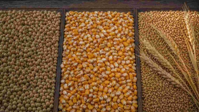 Granos de soja, maíz y trigo separados en tres sectores para representar la operatoria del mercado agrícola argentino.