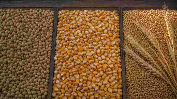 Granos de soja, maíz y trigo separados en tres sectores para representar la operatoria del mercado agrícola argentino.