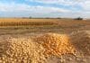 La soja vuelve a dominar Rosario y el maíz sostiene la demanda Granos de soja, maíz y trigo en primer plano sobre una superficie rural, con un campo agrícola pampeano al fondo.