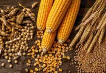Granos: los cereales operaron con cautela y el maíz concentró las caídas