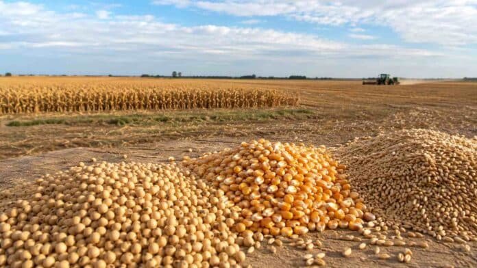 Granos de soja, maíz y trigo en primer plano sobre una superficie rural, con un campo agrícola pampeano al fondo.