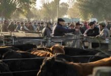 Los precios del viernes en el Mercado Agroganadero: lo que pagaron por cada categoría Productores y compradores negocian bovinos en un mercado de hacienda con corrales llenos de ganado vacuno durante una jornada comercial.