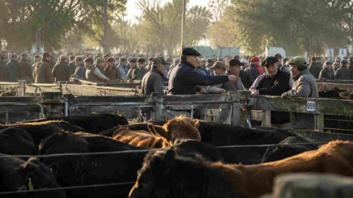 mercado-hacienda-compraventa-bovinos-ruralnet Productores y compradores negocian bovinos en un mercado de hacienda con corrales llenos de ganado vacuno durante una jornada comercial.
