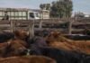 Precios del Mercado Agroganadero del 8 de julio Ganado bovino en corrales de mercado de hacienda, con camiones jaula y operarios en una jornada de comercialización ganadera.