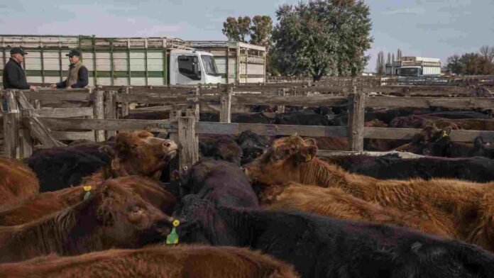 Ganado bovino en corrales de mercado de hacienda, con camiones jaula y operarios en una jornada de comercialización ganadera.