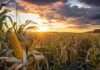 El clima volvió a mandar en los granos: el maíz recibe las mejores noticias y la soja sigue esperando a China Lote de maíz bajo un cielo cambiante al atardecer, representando el impacto del clima en el mercado internacional de granos.
