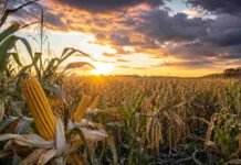 El clima volvió a mandar en los granos: el maíz recibe las mejores noticias y la soja sigue esperando a China Lote de maíz bajo un cielo cambiante al atardecer, representando el impacto del clima en el mercado internacional de granos.