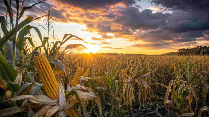 Lote de maíz bajo un cielo cambiante al atardecer, representando el impacto del clima en el mercado internacional de granos.