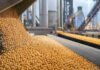 La soja toca $500.000 y el maíz gana firmeza en Rosario Granos de soja y maíz avanzan por cintas transportadoras en una planta agroindustrial del Gran Rosario.