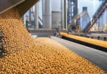 La soja toca $500.000 y el maíz gana firmeza en Rosario Granos de soja y maíz avanzan por cintas transportadoras en una planta agroindustrial del Gran Rosario.