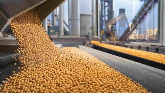 mercado-soja-maiz-rosario-ruralnet Granos de soja y maíz avanzan por cintas transportadoras en una planta agroindustrial del Gran Rosario.