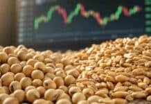 Mercado de granos: soja estable, maíz firme y trigo sin cambios Granos de soja y trigo en primer plano con un gráfico de precios agrícolas en tonos verdes y rojos desenfocado al fondo.