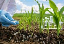 Fertilizantes inteligentes: prueban nanocápsulas en trigo y maíz para reducir pérdidas Investigador aplica fertilizante nanoencapsulado en un cultivo de trigo y maíz para mejorar la eficiencia de nutrientes en el suelo.