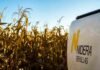 Nidera: la tecnología cambia el negocio, pero la confianza sigue siendo el mayor valor Vehículo de Nidera Semillas junto a un lote de maíz maduro durante una recorrida técnica a campo para el asesoramiento de productores.