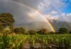 Más agua y mejores rindes: la oportunidad que abre El Niño Campo agrícola del NOA con cultivos verdes después de la lluvia, arcoíris y cielo de tormenta asociado al fenómeno El Niño.