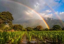 Más agua y mejores rindes: la oportunidad que abre El Niño Campo agrícola del NOA con cultivos verdes después de la lluvia, arcoíris y cielo de tormenta asociado al fenómeno El Niño.