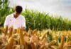 NK presenta un docu-reality que llevará la competencia deportiva al campo Productor inspecciona mazorcas de maíz en un lote durante una evaluación de rendimiento de híbridos agrícolas.