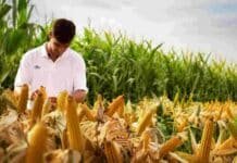 NK presenta un docu-reality que llevará la competencia deportiva al campo Productor inspecciona mazorcas de maíz en un lote durante una evaluación de rendimiento de híbridos agrícolas.