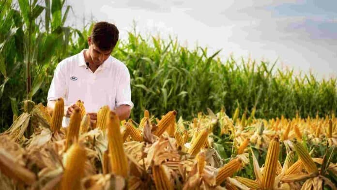 Productor inspecciona mazorcas de maíz en un lote durante una evaluación de rendimiento de híbridos agrícolas.