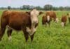 El INTA estudia cómo producir novillos pesados sin perder eficiencia Novillo de gran porte junto a vacas y terneros en un sistema ganadero pastoril de la Cuenca del Salado.