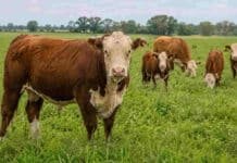 El INTA estudia cómo producir novillos pesados sin perder eficiencia Novillo de gran porte junto a vacas y terneros en un sistema ganadero pastoril de la Cuenca del Salado.