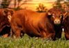 Un ensayo con Limousin elevó 52% el margen por animal Novillos Limousin en un pastizal durante el atardecer, con un ejemplar de gran desarrollo muscular en primer plano.
