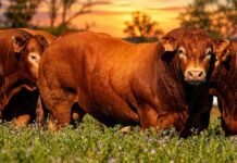 Un ensayo con Limousin elevó 52% el margen por animal Novillos Limousin en un pastizal durante el atardecer, con un ejemplar de gran desarrollo muscular en primer plano.