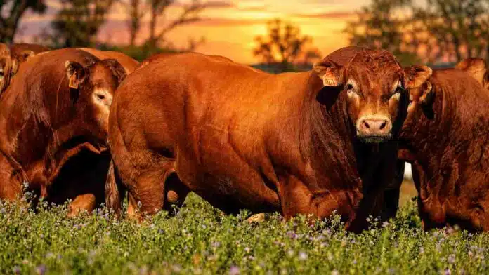 Novillos Limousin en un pastizal durante el atardecer, con un ejemplar de gran desarrollo muscular en primer plano.