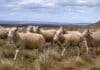 Sarna ovina: las medidas clave para detectar y frenar los contagios Majada de ovinos en la estepa patagónica, imagen vinculada con las medidas de prevención y control de la sarna ovina.