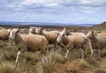 Sarna ovina: las medidas clave para detectar y frenar los contagios Majada de ovinos en la estepa patagónica, imagen vinculada con las medidas de prevención y control de la sarna ovina.
