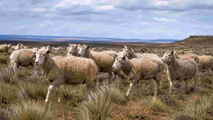 ovinos-patagonia-sarna-ovina-ruralnet Majada de ovinos en la estepa patagónica, imagen vinculada con las medidas de prevención y control de la sarna ovina.