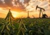 La soja sube por la tensión en Ormuz y el maíz gana ritmo comercial Primer plano de plantas de soja en un lote agrícola, con equipos de extracción de petróleo al fondo y un atardecer intenso que simboliza la suba del aceite de soja impulsada por el mercado energético.