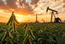 La soja sube por la tensión en Ormuz y el maíz gana ritmo comercial Primer plano de plantas de soja en un lote agrícola, con equipos de extracción de petróleo al fondo y un atardecer intenso que simboliza la suba del aceite de soja impulsada por el mercado energético.
